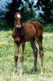 05 Shamrock Bright Alys x Power 01-05 175-28a