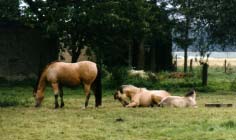 06 Bright Surprise 1998-07 Alys Pearl Foto Juergen