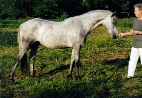 Ekely's Grey Faun_2yo