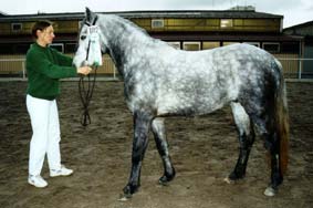 Hazy Shamrock_3yo Koerung