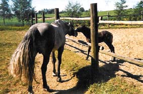 10 Ardnasillagh O'Flaherty 1984 with son