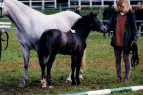 Amy of Hazelfield _0yo