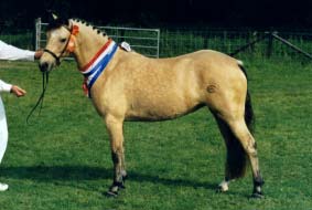The Rascal's Farm Ballyhara_3yo