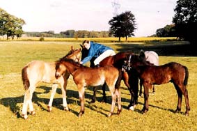 10 Munkholm Cobbergate 1984 rechts