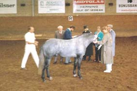 10 Munkholm Cobbergate 1988 Koerung