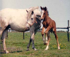 10 Oxenholm Meadow Lark mit Ladykiller Foto Skatholm