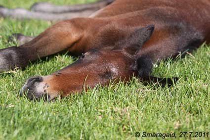 Erica-2011-07-27_5064