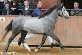 PB Hazy Lonely Star_2yo